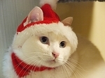 クリスマス猫サンタ.jpg